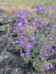 Penstemon gairdneri