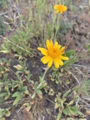 Arnica sororia