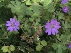 Geranium pyrenaicum