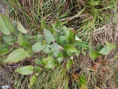 Rubus corchorifolius