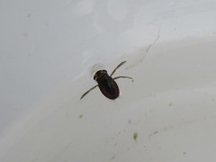 Corixoidea