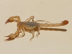 Chihuahuanus
