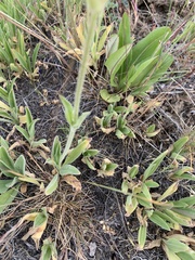Arnica sororia