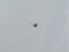 Corixoidea