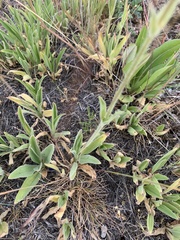 Arnica sororia