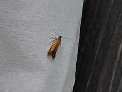 Coptotriche marginea