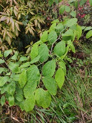 Alangium chinense