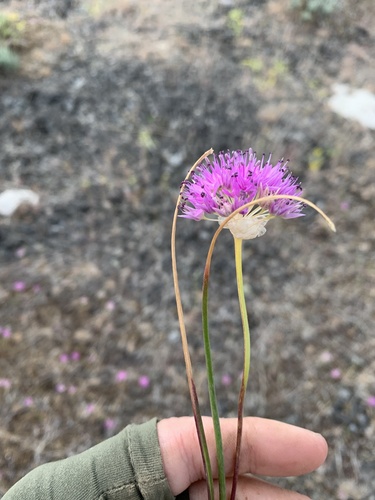 Grand Coulee onion (Allium constrictum)