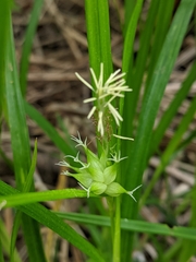 Carex intumescens