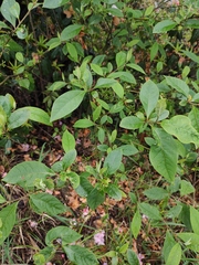Litsea pungens