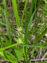 Carex intumescens