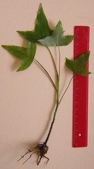 Oreopanax sanderianus