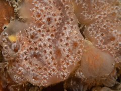 Aplidium nordmanni
