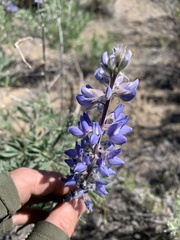 Lupinus sericeus sericeus