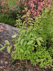 Spiraea thunbergii