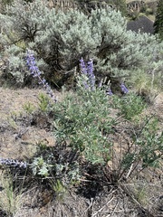 Lupinus sericeus sericeus