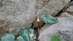 Cyclamen balearicum