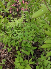 Spiraea thunbergii