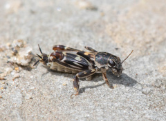 Ellipes minuta