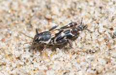 Ellipes minuta