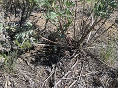 Lupinus sericeus sericeus