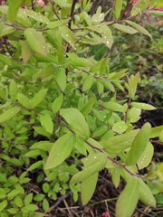 Spiraea thunbergii