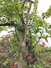 Pyrus betulifolia