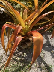 Aechmea blanchetiana