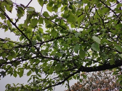 Pyrus betulifolia