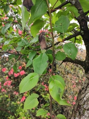 Pyrus betulifolia