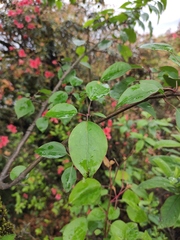 Pyrus betulifolia