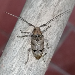 Trypanidius notatus