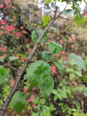 Pyrus betulifolia