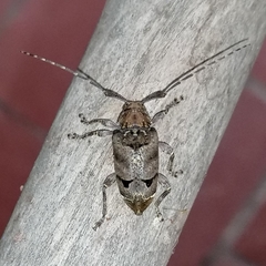 Trypanidius notatus