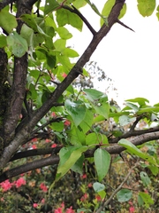 Pyrus betulifolia