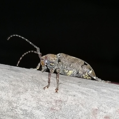 Trypanidius notatus