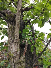 Pyrus betulifolia