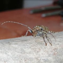 Trypanidius notatus