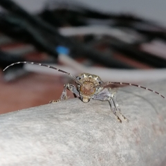 Trypanidius notatus