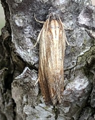 Eucosma umbrastriana