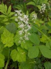 Tiarella stolonifera