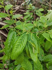 Castanea seguinii