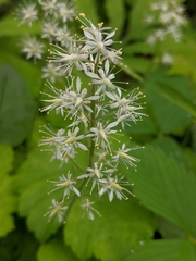 Tiarella stolonifera