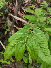 Castanea seguinii