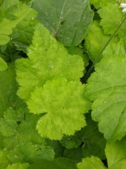 Tiarella stolonifera