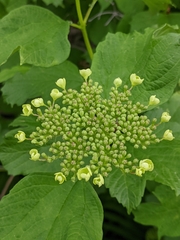 Viburnum opulus opulus