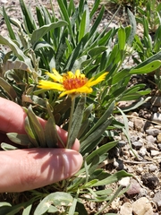 Gaillardia multiceps