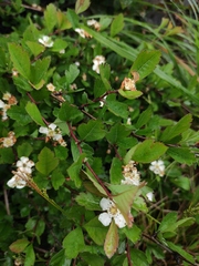 Crataegus cuneata