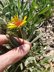 Gaillardia multiceps
