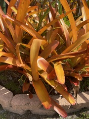 Aechmea blanchetiana